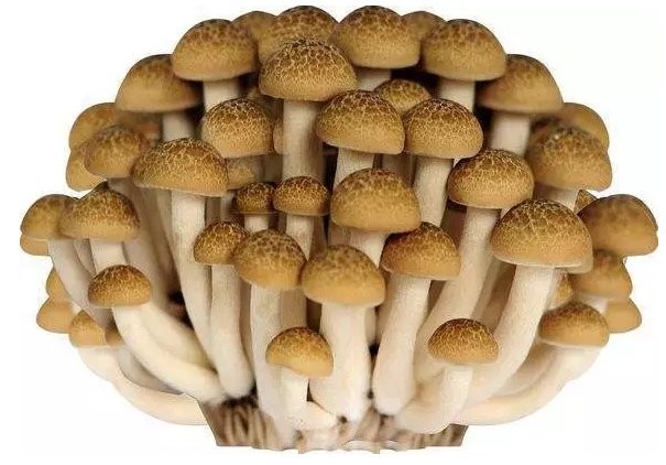http://www.gdlzpf.cn/ewebeditor/uploadfile/20170914091421667001.png